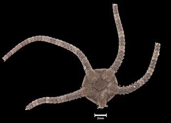 Media type: image;   Invertebrate Zoology OPH-4690 Aspect: dorsal